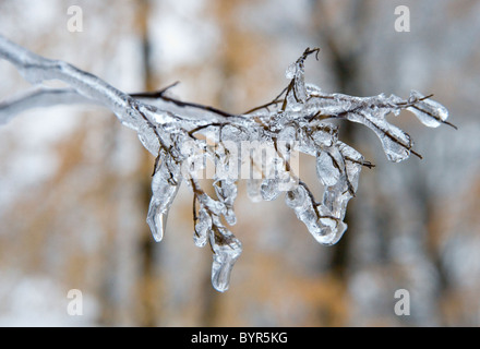 Eine Geeiste bis Zweig nach einem Eissturm im winter Stockfoto