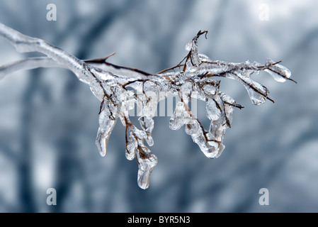 Eine Geeiste bis Zweig nach einem Eissturm im winter Stockfoto