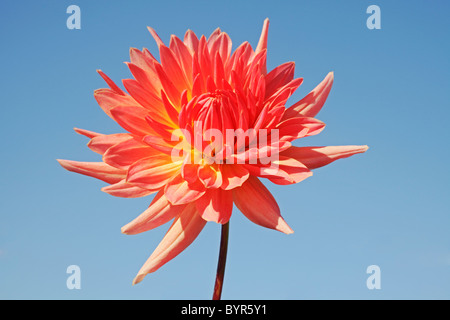 Orange und gelbe Dahlie Blume in voller Blüte Stockfoto