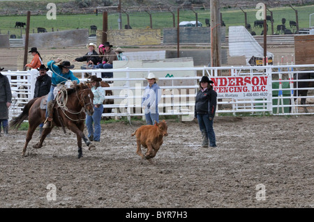 Team Roping, Tie-Down Abseilen, Calf Roping, Stockfoto