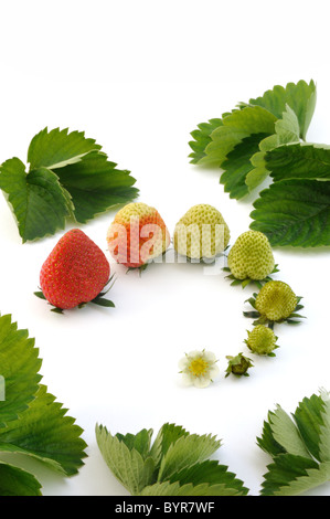 Erdbeere Wachstum isoliert auf weißem Hintergrund Stockfoto