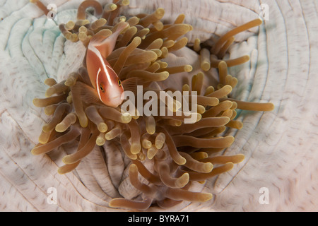 Rosa Anemonenfische (Amphiprion Perideraion) auf herrlichen Seeanemone Stockfoto