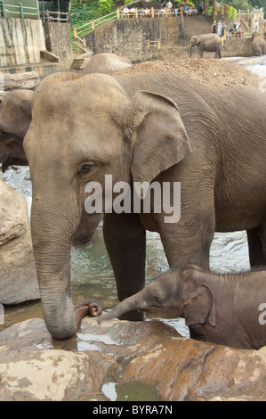 Sri Lanka, Pinnawala Elephant Orphanage. Mutter mit 3 - Wochen alten Baby-Elefanten geboren am Waisenhaus. Stockfoto