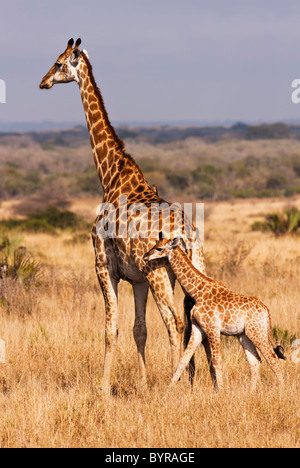 Junge Giraffe mit Mutter Stockfoto