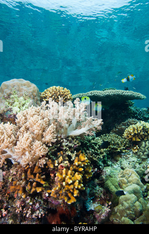 Mehrere Arten von Fischen auf tropischen Korallenriff off Bunaken Insel in Nord-Sulawesi, Indonesien. Stockfoto