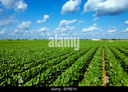 Landwirtschaft - große Mitte Soja Wachstumsfeld mit Höfen in der Ferne / in der Nähe von Genua, Illinois, USA. Stockfoto
