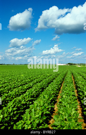 Landwirtschaft - große Mitte Soja Wachstumsfeld mit Höfen in der Ferne / in der Nähe von Genua, Illinois, USA. Stockfoto