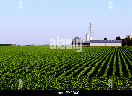 Landwirtschaft - Mitte Soja Wachstumsfeld mit Wirtschaftsgebäuden und Getreidesilos im Hintergrund / in der Nähe von Genua, Illinois, USA. Stockfoto