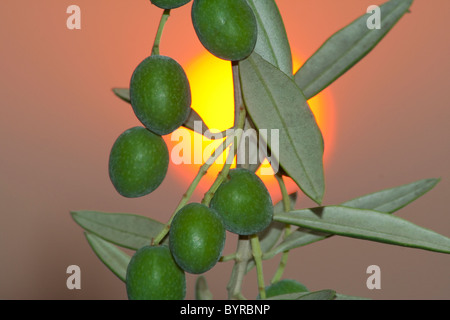 Manzanilla Oliven; auch bekannt als spanische Oliven auf dem Baum mit der untergehenden Sonne im Hintergrund / Tehama County, Kalifornien, USA. Stockfoto