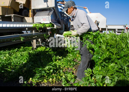 Landwirtschaft - Außendienstmitarbeiter Sellerie ernten / Salinas, Kalifornien, USA. Stockfoto