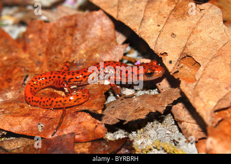 Höhle Salamander (Eurycea Lucifuga) Stockfoto