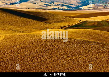 Hügellandschaft bereit für Reifen Weizen ernten am späten Nachmittag leichte / in der Nähe von Pullman, Palouse Region, Washington, USA. Stockfoto