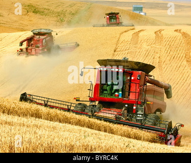 Landwirtschaft - drei Case IH Mähdrescher Ernte Weizen an den steilen Hängen der Palouse Region / in der Nähe von Pullman, Washington, USA. Stockfoto