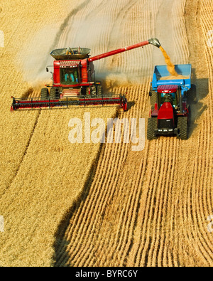 Case IH Mähdrescher erntet Weizen während entladen "on-the-Go" auf einen Korn-Wagen von einem überwachten Traktor gezogen / Washington, USA. Stockfoto