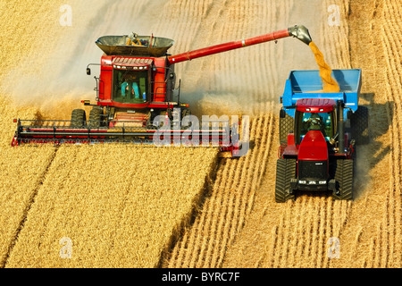 Case IH Mähdrescher erntet Weizen während entladen "on-the-Go" auf einen Korn-Wagen von einem überwachten Traktor gezogen / Washington, USA. Stockfoto