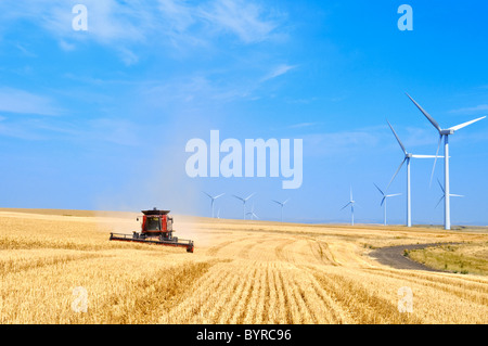 Case IH Mähdrescher erntet Weizen mit einer Reihe von großen Windkraftanlagen entlang des Umfangs des Feldes / Washington, USA. Stockfoto