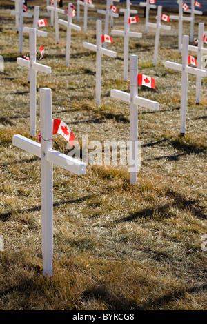 Weiße Kreuze in einem Feld mit kanadischen Flaggen; Calgary, Alberta, Kanada Stockfoto