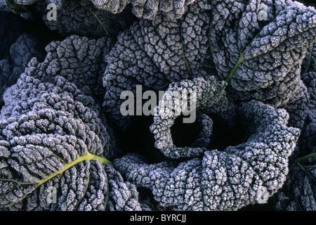 Abstraktes Bild von Frost auf einen Kohlkopf in einem Feld Stockfoto