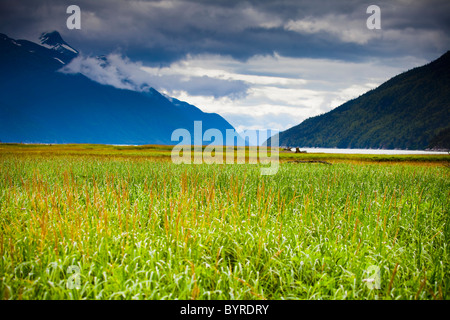 Grass in den Wattflächen und Chilkat Bergen mit Blick auf Taiya River; Skagway, Alaska, Vereinigte Staaten von Amerika Stockfoto