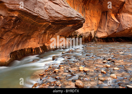 Der Virgin River North Fork eilt vorbei an den senkrechten Sandsteinmauern The Narrows in Zion National Park in Utah. Stockfoto