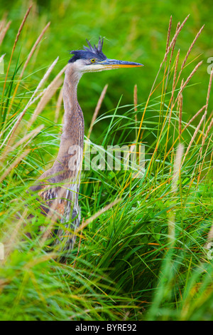 Great Blue Heron (Ardea Herodias) stehen in dem hohen Rasen; Skagway, Alaska, Vereinigte Staaten von Amerika Stockfoto