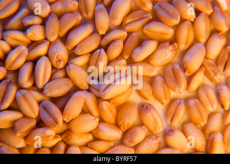 Landwirtschaft - Nahaufnahme von Reifen Soft White Spring Weizenkörner auf einer weißen Fläche / Manitoba, Kanada. Stockfoto