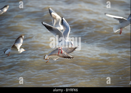 Möwen fliegen in der Nähe der Küste bei der Fütterung auf kleinen Fischschwarm. Stockfoto