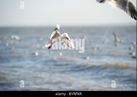 Möwen fliegen in der Nähe der Küste bei der Fütterung auf kleinen Fischschwarm. Stockfoto