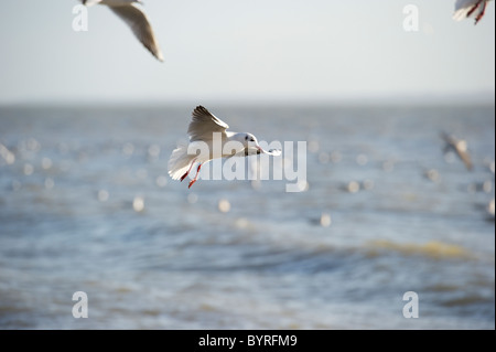 Möwen fliegen in der Nähe der Küste bei der Fütterung auf kleinen Fischschwarm. Stockfoto