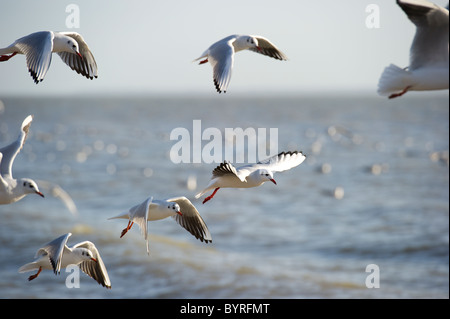 Möwen fliegen in der Nähe der Küste bei der Fütterung auf kleinen Fischschwarm. Stockfoto