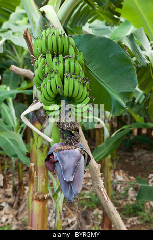 Kuba, Pinar Del Rio Region Viñales (Vinales) Bereich. Eine unreife Bündel Bananen wachsen auf eine Bananenstaude. Stockfoto