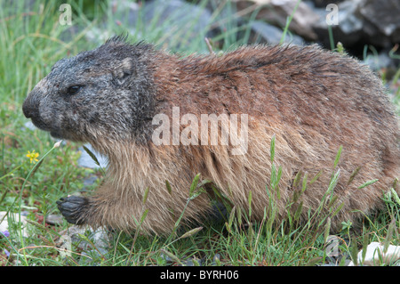 Alpine Murmeltier (Marmota marmota). In der Nähe von gavarnie. Park National des Pyrenäen, in den Pyrenäen, Frankreich. Juni.