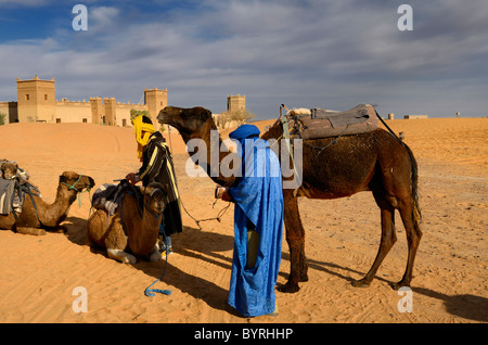 Berber Männer tendenziell Dromedar Kamele nach einem Vormittag Fahrt in Erg Chebbi Wüste im Auberge du sud Marokko Stockfoto