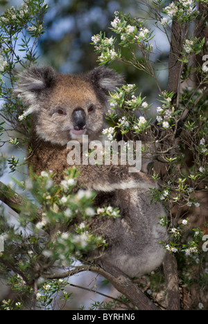 Koala Stockfoto