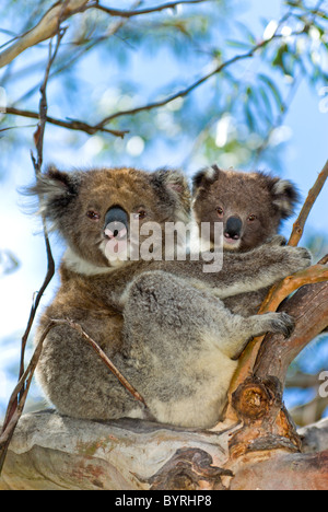 Koala-Mutter und baby Stockfoto