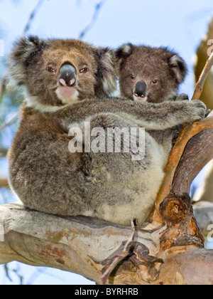 Koala-Mutter und baby Stockfoto