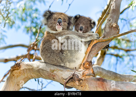 Koala-Mutter und baby Stockfoto