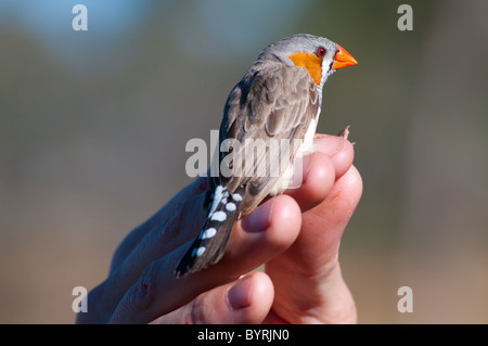 Wilden Zebrafinken (Taeniopygia Guttata) in der hand Stockfoto