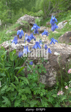 Aquilegia vulgaris. common Columbine. Park National des Pyrenäen, in den Pyrenäen, Frankreich. Juni. Stockfoto