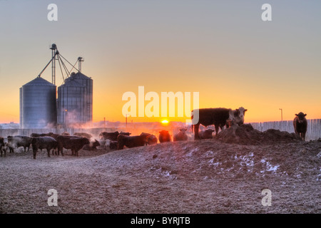 Vieh - Kreuzung und gemischten Rassen der Rinder in einem Feedlot Stift an einem frostigen Wintermorgen bei Sonnenaufgang / Alberta, Kanada. Stockfoto