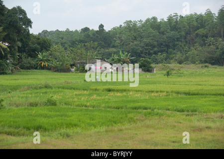 Sri Lanka. Blick auf die typische Landschaft entlang der Route A1 zwischen Colombo und Kandy. Stockfoto