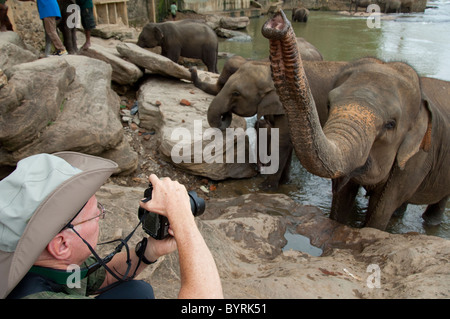 Sri Lanka, Pinnawala Elephant Orphanage. Sri Lanka beliebteste Touristenattraktion. -Modell veröffentlicht. Stockfoto