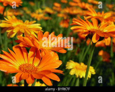 Nahaufnahme von einem medizinischen Ringelblumen Stockfoto