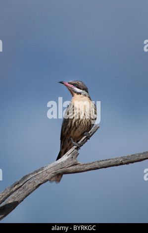 Langusten-cheeked Honigfresser (Acanthagenys Rufogularis) Stockfoto