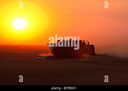 Landwirtschaft - Silhouette verbinden beim Ernten von Weizen bei Sonnenuntergang / Alberta, Kanada. Stockfoto