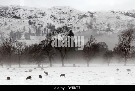 Schafbeweidung auf schneebedeckten Gebiet, winter "Lake District" "Nationalpark" Szene, Grasmere, Cumbria, England, UK Stockfoto