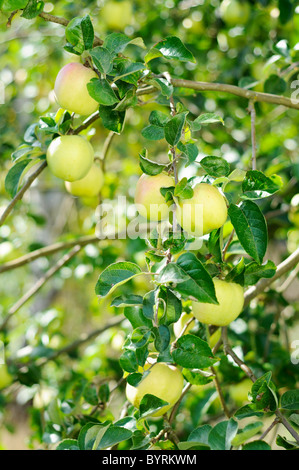 Äpfel auf dem Baum Stockfoto