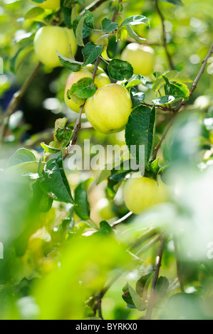 Äpfel auf dem Baum Stockfoto