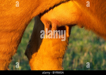 Vieh - Nahaufnahme von das Euter einer Kuh rot Angus Rindfleisch / Alberta, Kanada. Stockfoto