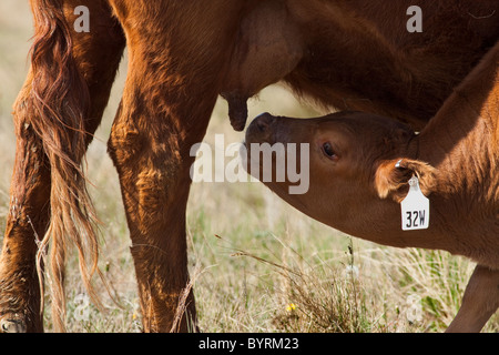 Vieh - Kreuzung Rindfleisch Bereich Kalb gerade erst an, seine Mutter Krankenschwester / Alberta, Kanada. Stockfoto